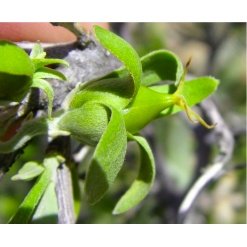 Alternative view of Simondsijų (jojobos) aliejus (ekologiškas), BIOCOS