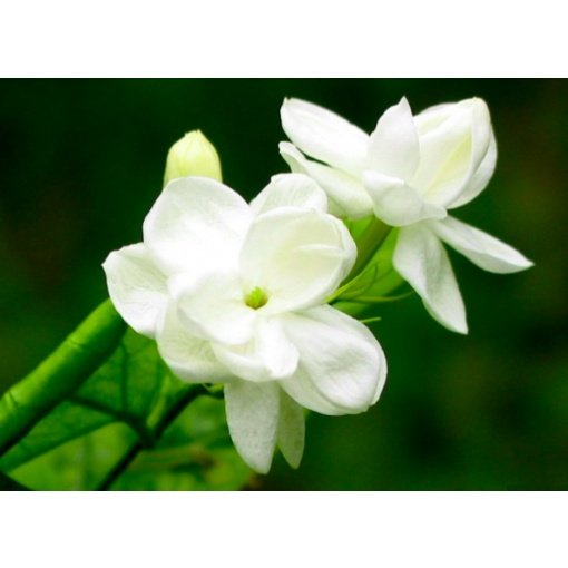 Karališkojo stambiažiedžio jazminaičio ataras, BIOCOS 5ml - Image 2