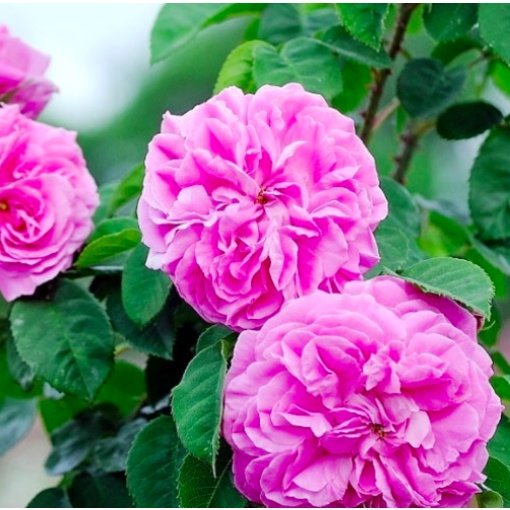 Rožių ataras, BIOCOS 5ml - Image 2